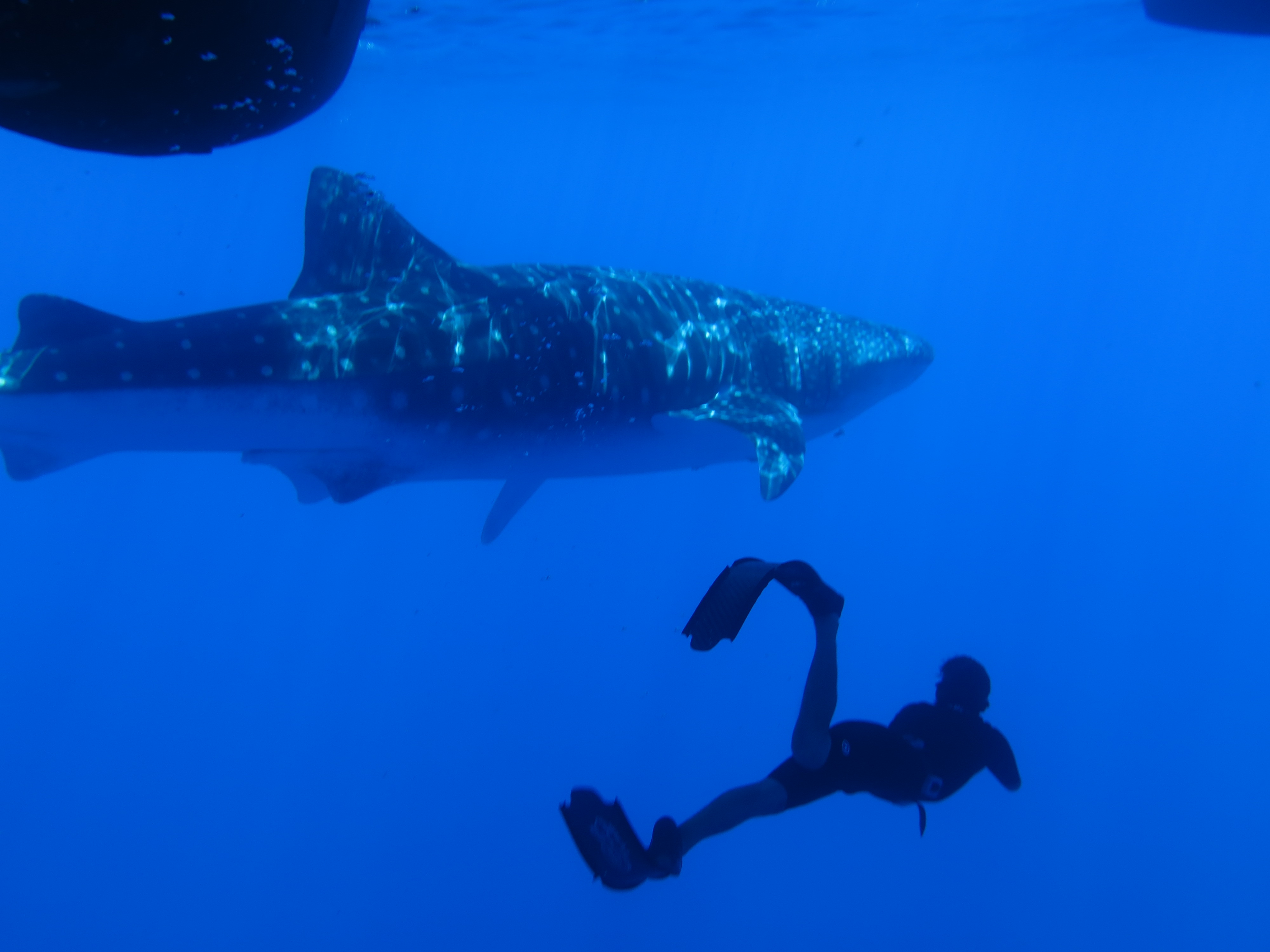 Incredible diving experience with a whale shark